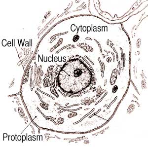 Diagram of a cell