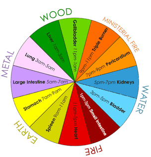 The organs and corresponding times.
